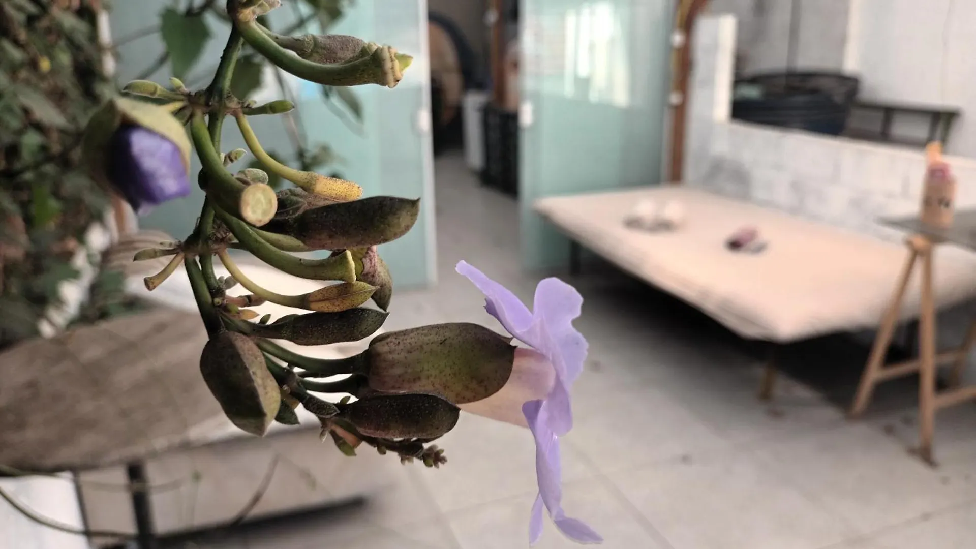 Girassol Hostel Vila Madalena São Paulo